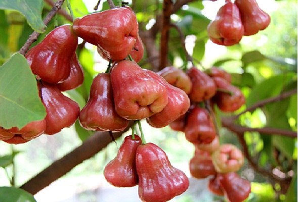 Tour Vườn Mận An Phước - Trọn gói 1 ngày