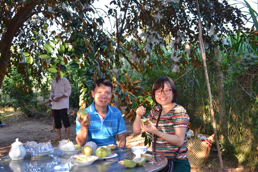 Tour Vườn vú sữa - Tự tay hái, ăn bao bụng
